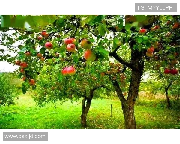 果园中的四季变迁与农业可持续发展探索